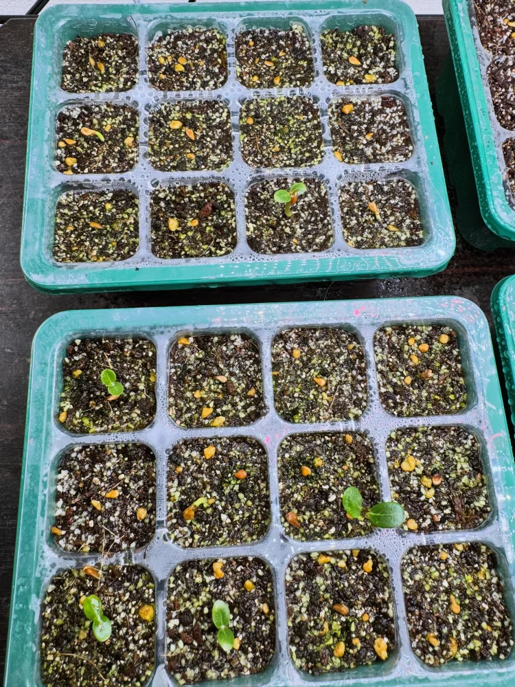 Pachypodium windsorii (パキポディウム ウィンゾリー)