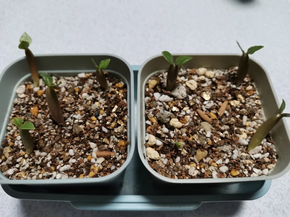 Adenium arabicum Black stem (アデニウム アラビカム ブラックステム)