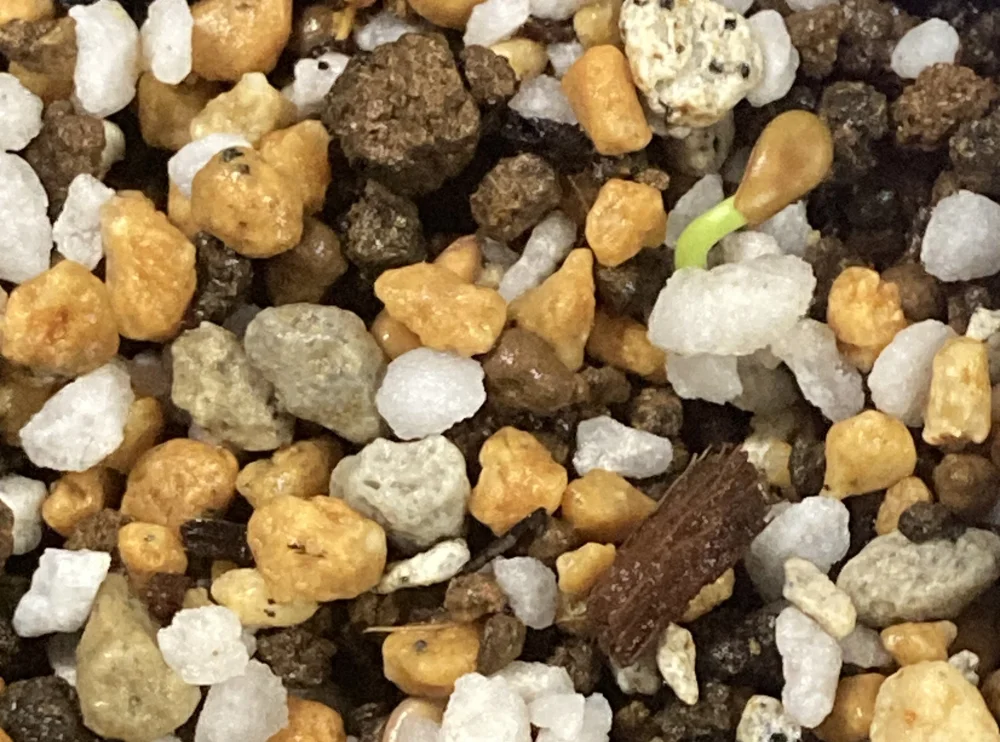 Pachypodium windsorii (パキポディウム ウィンゾリー)