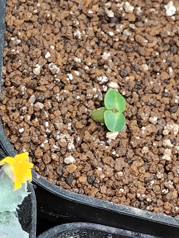 Pachypodium bispinosum (パキポディウム ビスピノーサム)