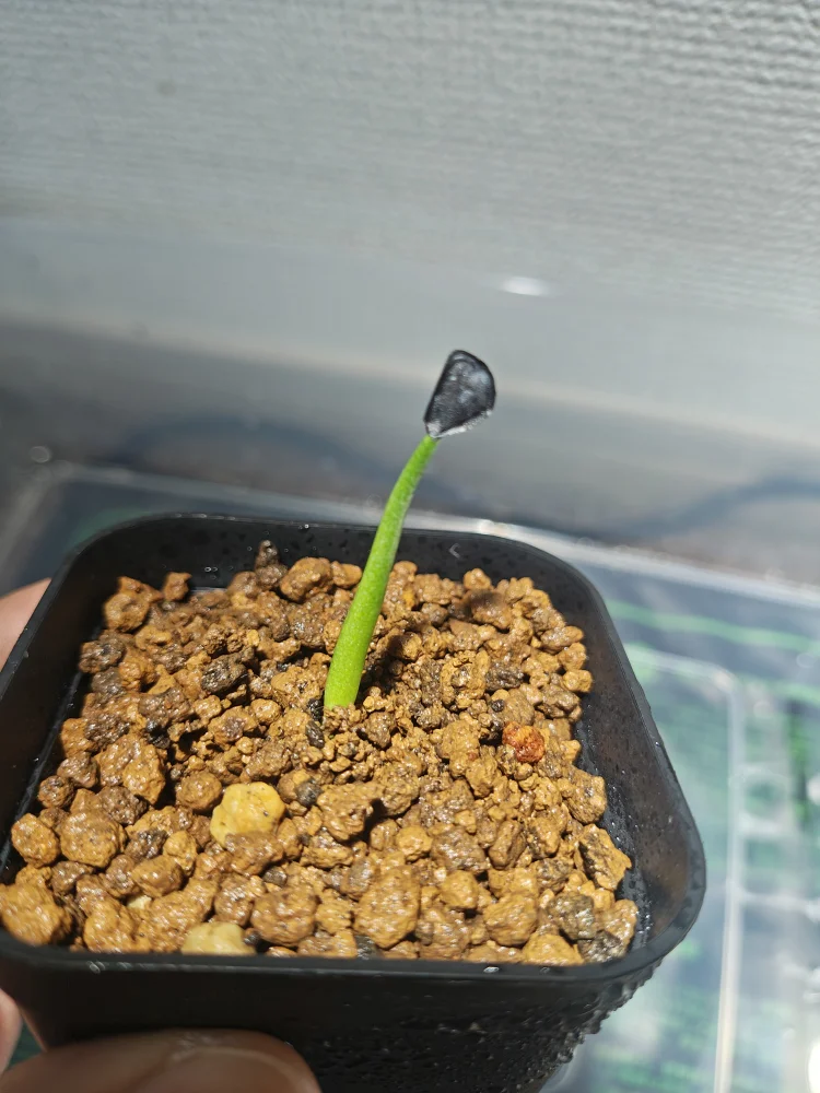 Agave parryi ssp. parryi ([少量追加:タネの日プレゼント] アガベ パリー)