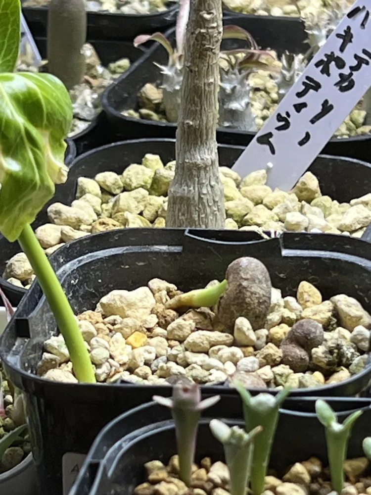 Adansonia fony var. rubrostipa (アダンソニア（バオバブ）フォニー)