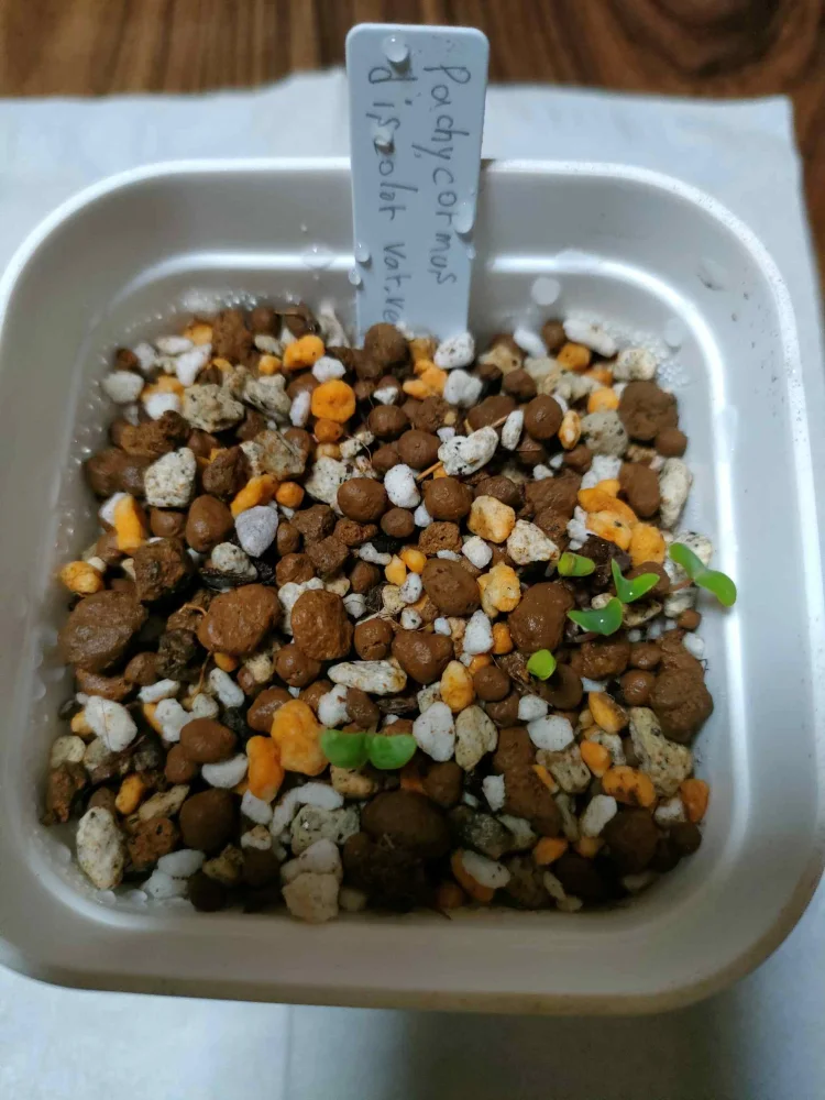 Pachycormus discolor var. veatchianus (パキコルムス ディスカラー ビーチアナス)