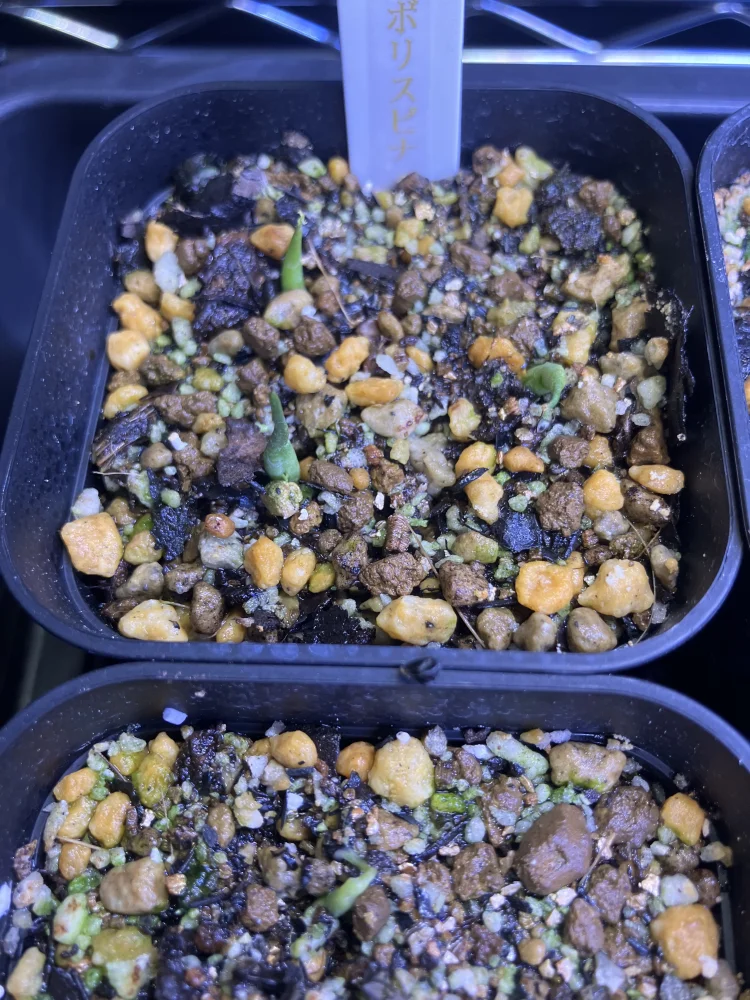 アガベ エボリスピナ Agave utahensis var. eborispina