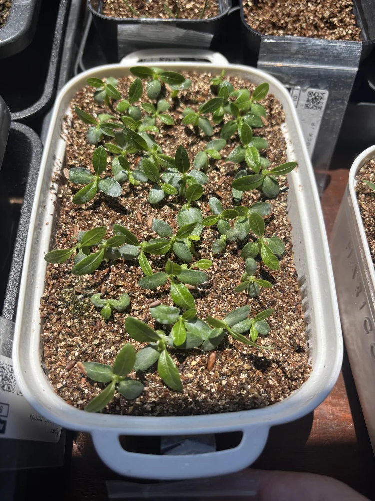 パキポディウム マカイエンセ Pachypodium rosulatum ssp. makayense | 塊根植物 コーデックス 魔界玉 マダガスカル 希少種
