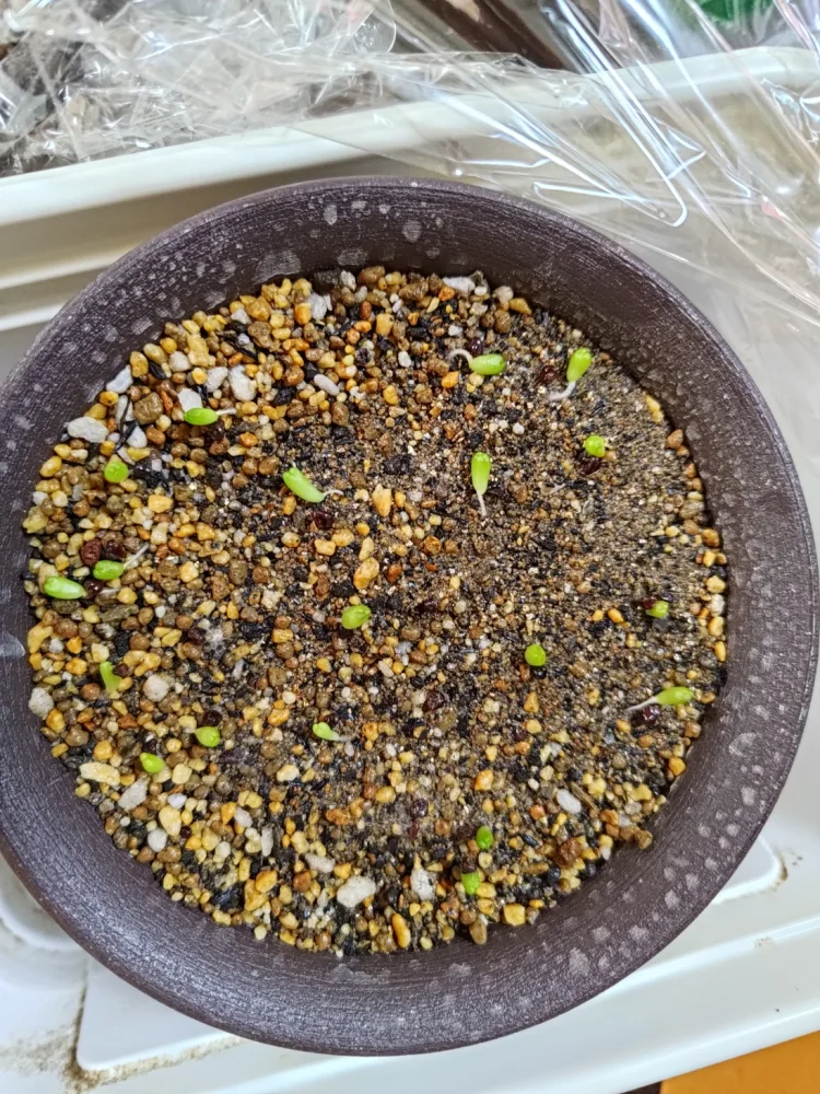 Astrophytum asterias var. nudum (アストロフィツム 瑠璃兜)
