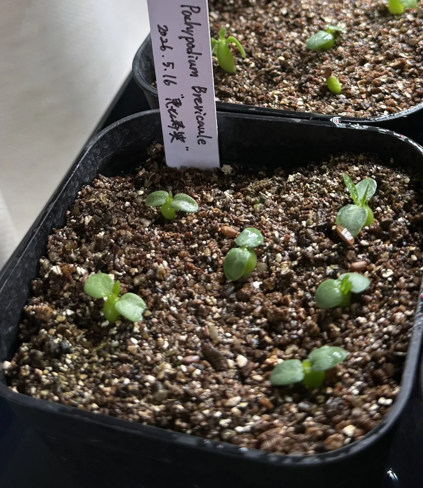 Pachypodium brevicaule ssp. brevicaule (パキポディウム ブレビカウレ 小粒)
