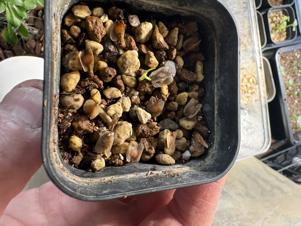 Dasylirion serratifolium (ダシリリオン セラティフォリウム)