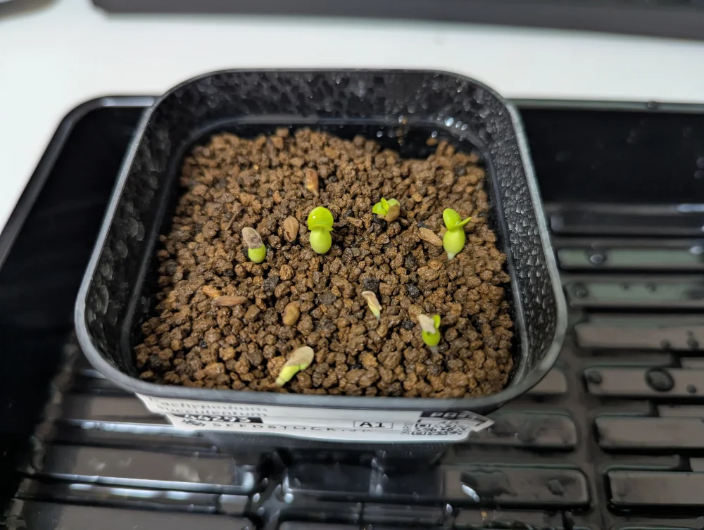 Pachypodium succulentum (パキポディウム サキュレンタム)