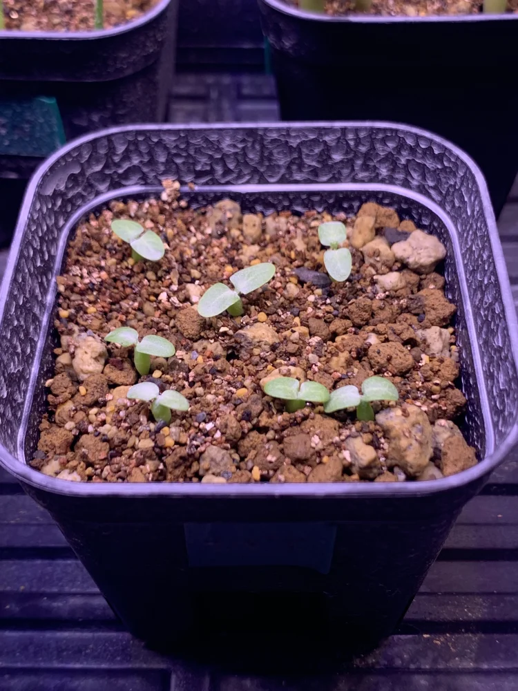 Pachypodium rosulatum var. inopinatum ([プレゼント種子 3月22日まで] パキポディウム イノピナツム)