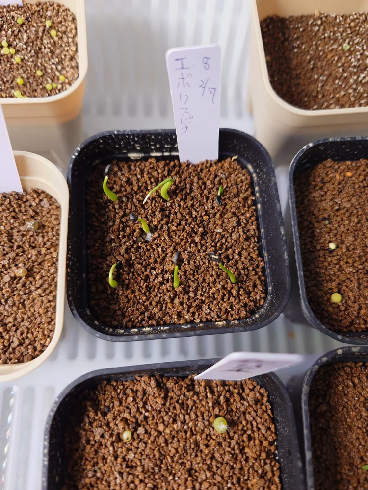 Agave utahensis var. eborispina (アガベ エボリスピナ)