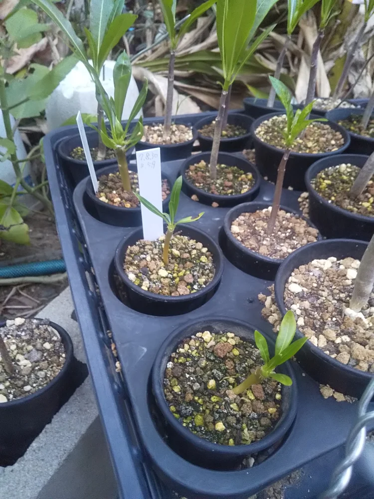 Pachypodium menabeum (パキポディウム メナベウム)