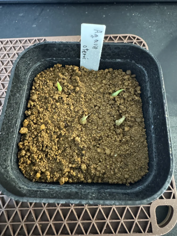 Agave oteroi Lot. (アガベ オテロイ)