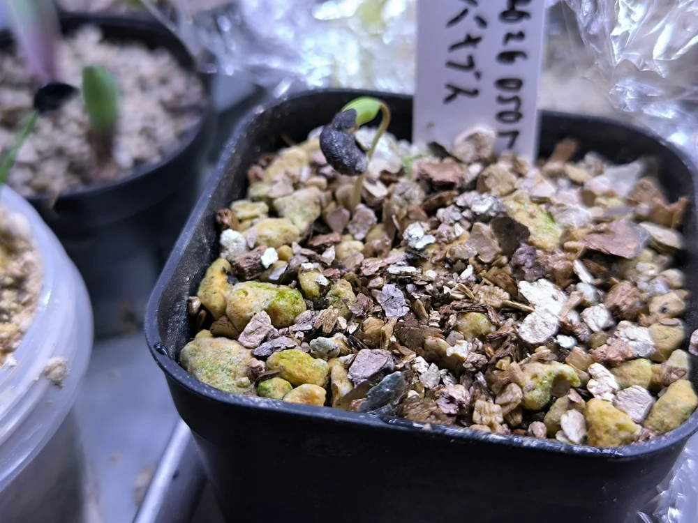 Operculicarya pachypus (オペルクリカリア パキプス)