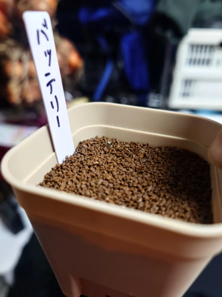 Gymnocalycium vatteri paucispinum Single Spine (ギムノカリキウム バッテリー)