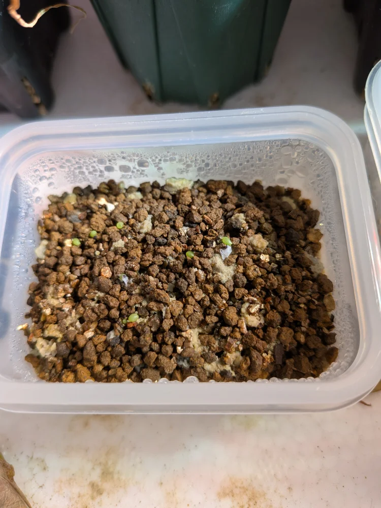 Aztekium hintonii (アズテキウム ヒントニー)