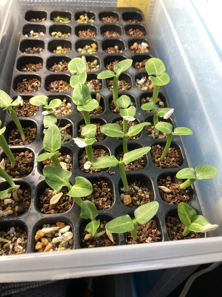 Pachypodium lamerei var. ramosum (パキポディウム ラモサム)