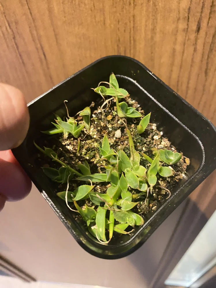 Agave utahensis var. eborispina (アガベ エボリスピナ ヴェガス 2023)