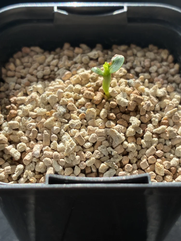 Pachypodium ambongense (パキポディウム アンボンゲンセ)