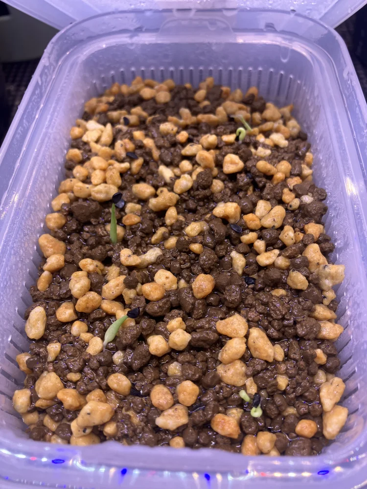 アガベ ホリダ チョコレートソーン Agave horrida Chocolate Thorns