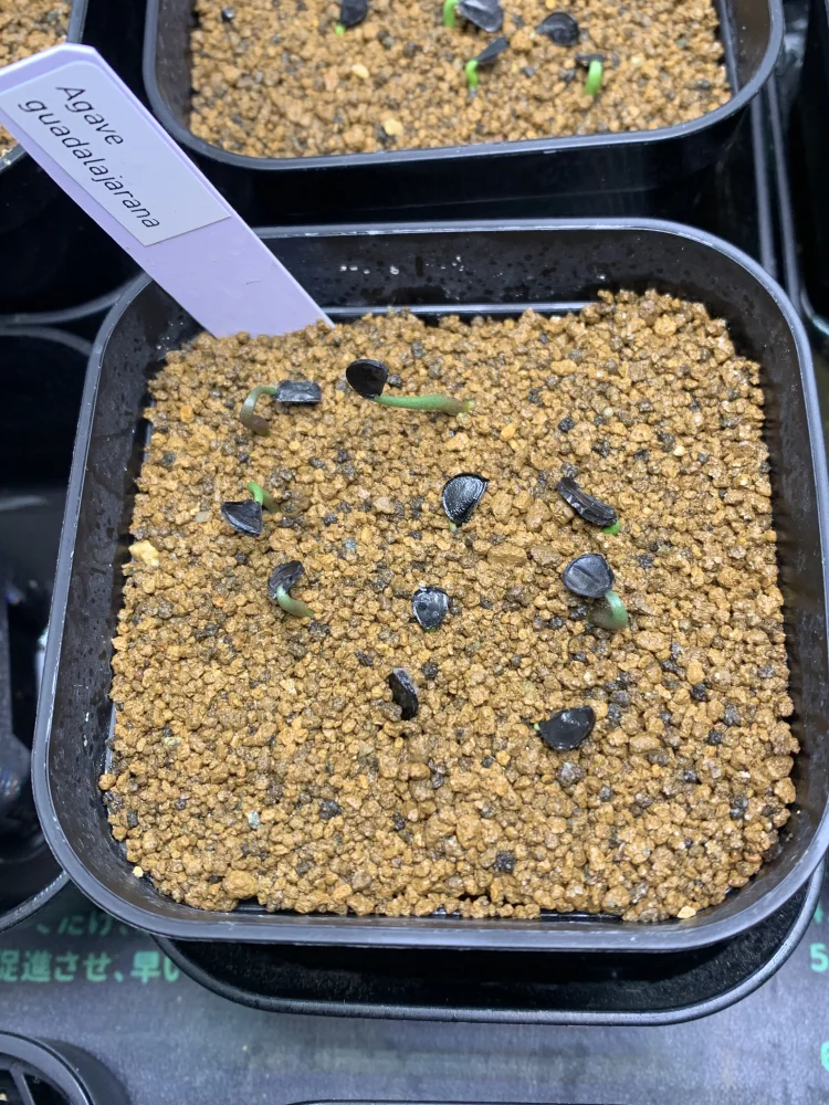 Agave guadalajarana (アガベ グアダラハラナ)