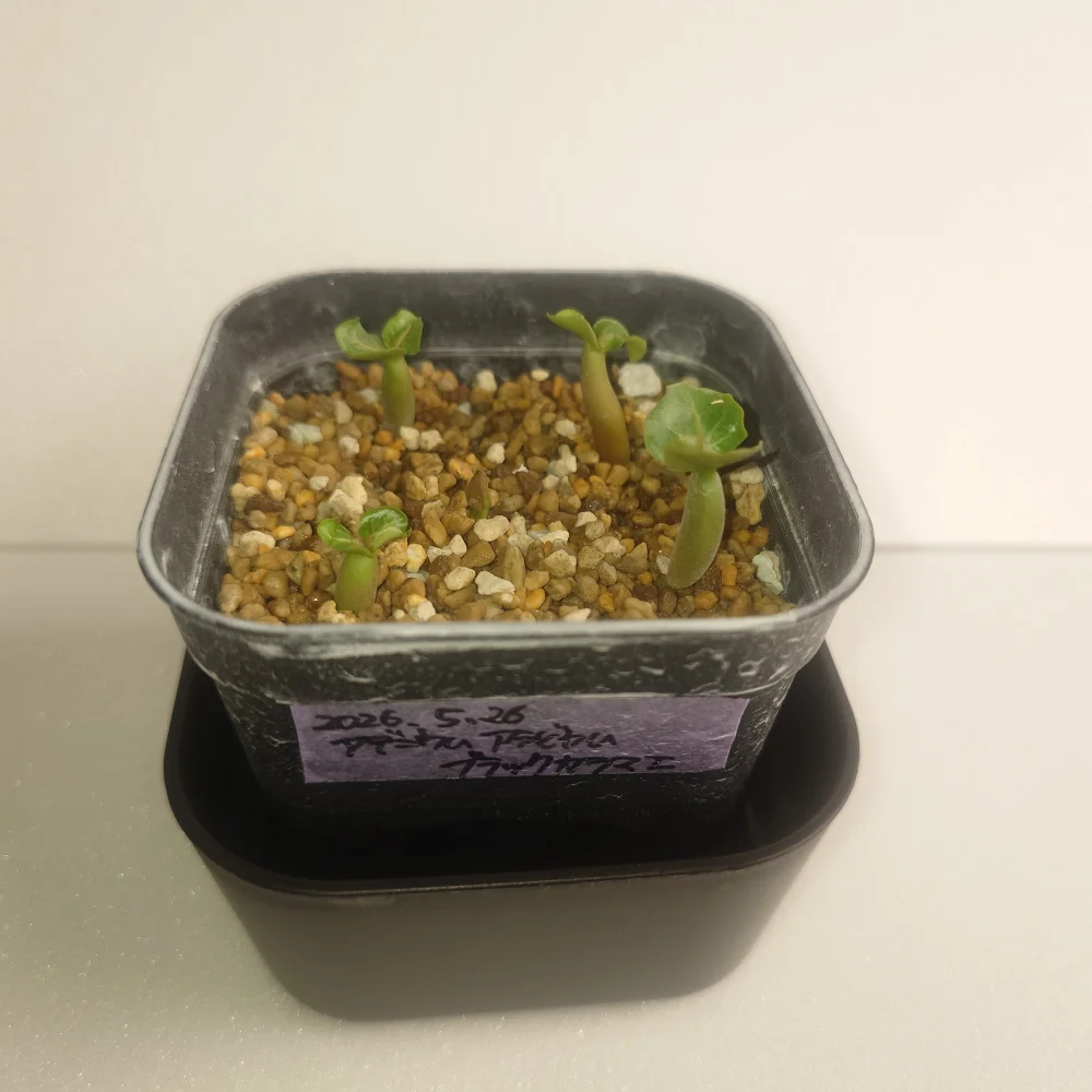 Adenium arabicum Black Kalamae (アデニウム ブラックカラマエ)