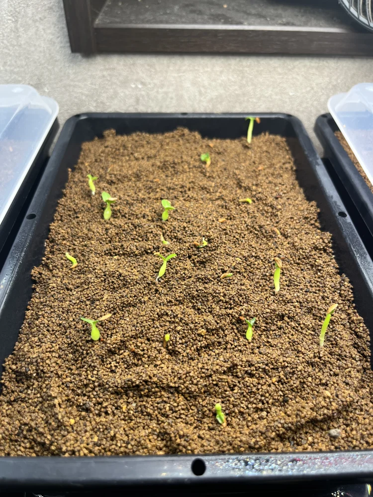 Pachypodium rosulatum var. eburneum (パキポディウム エブレネウム)