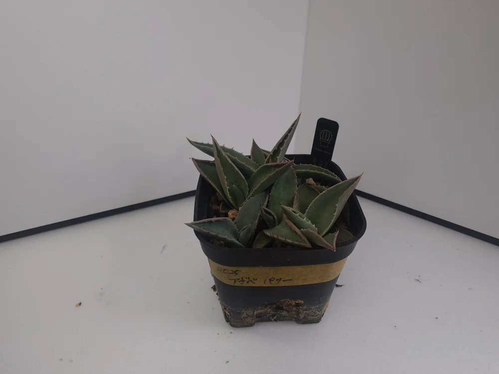 Agave parryi ssp. parryi (アガベ パリー)