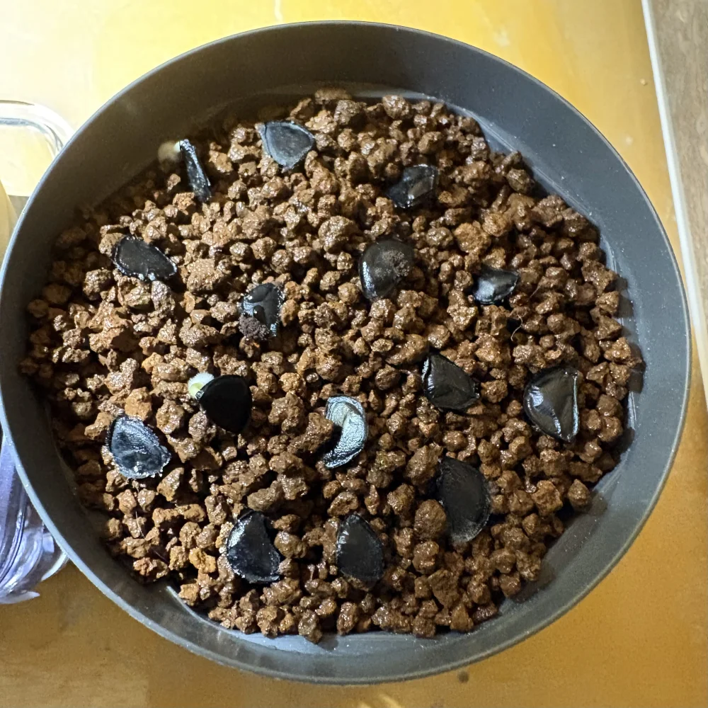 Agave ([プレゼント種子])