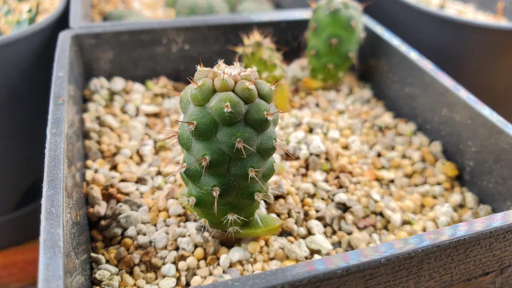 Tephrocactus geometricus (テフロカクタス ゲオメトリクス)