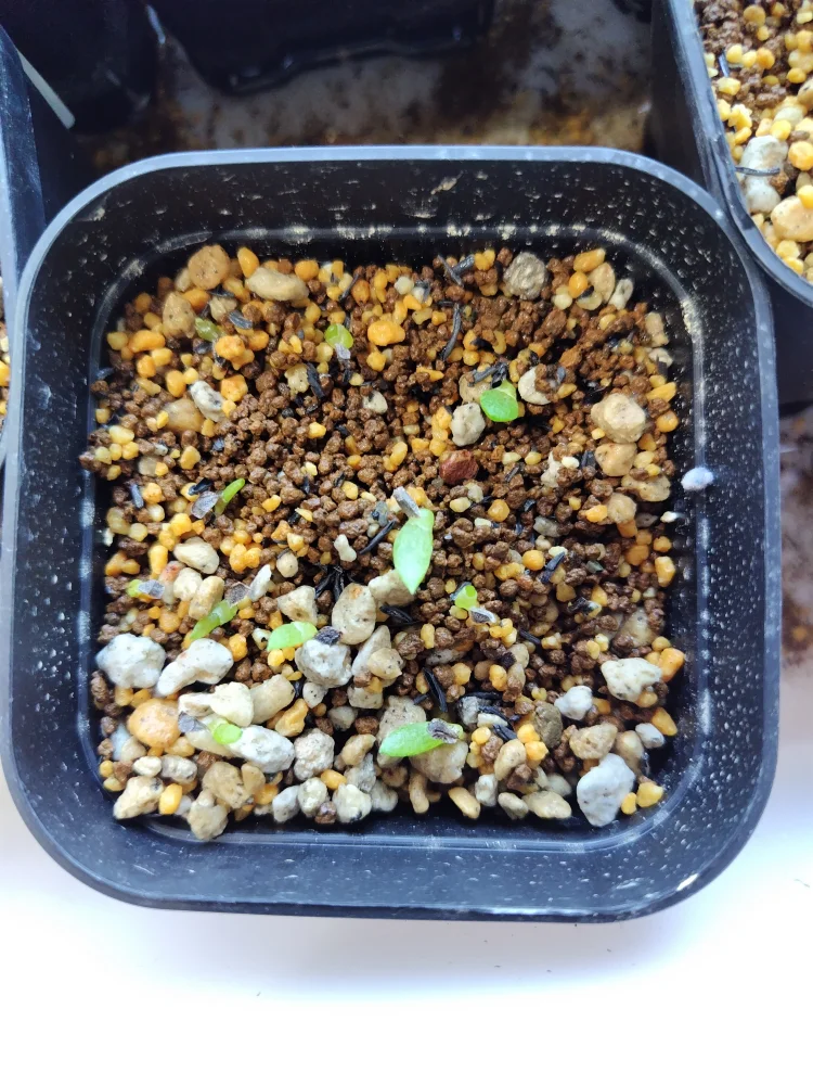 Aloe mudenensis (アロエ マデネンシス)