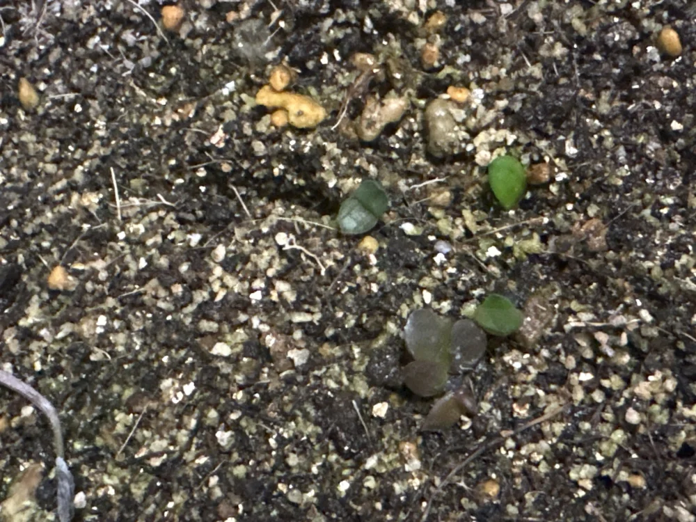 Gasteria bicolor var. bicolor (ガステリア ビカラー)