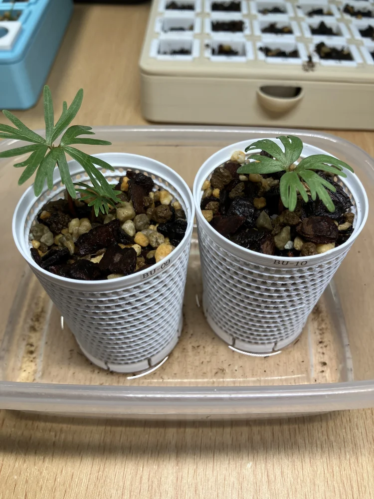 Bursera fagaroides (ブルセラ ファガロイデス)