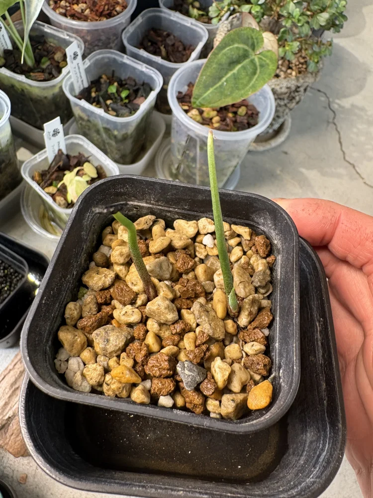 Agave ([プレゼント種子])