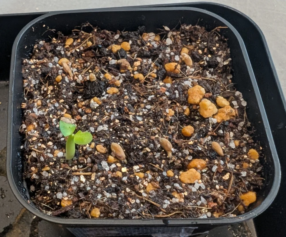 Pachypodium bispinosum (パキポディウム ビスピノーサム)