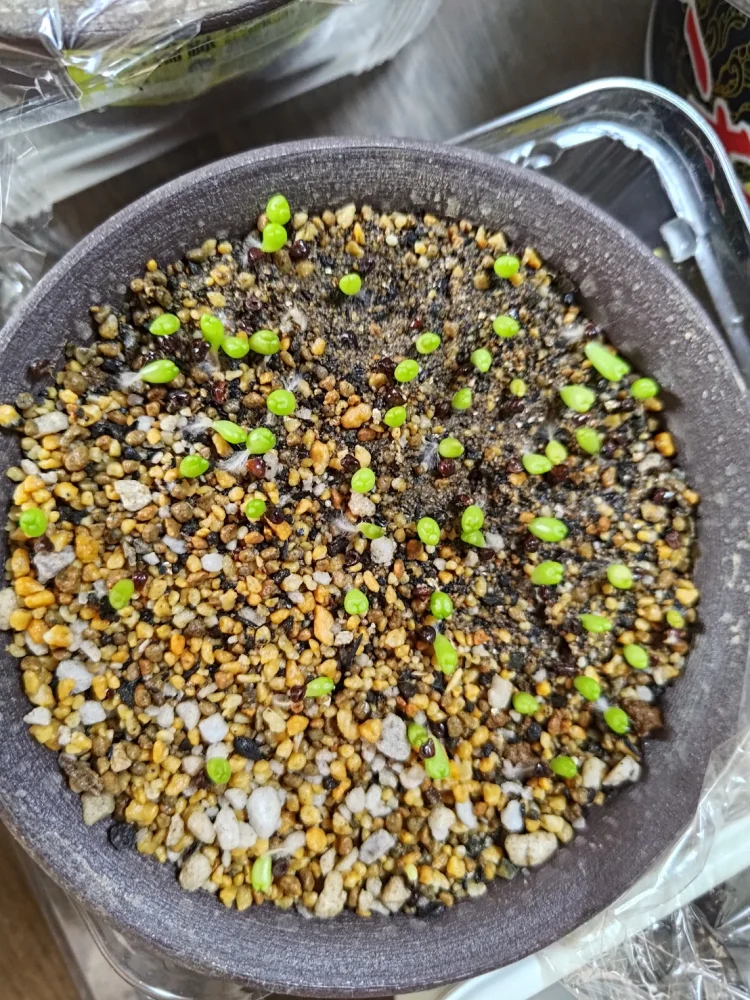 Astrophytum asterias gonzales (アストロフィツム ゴンザレス)