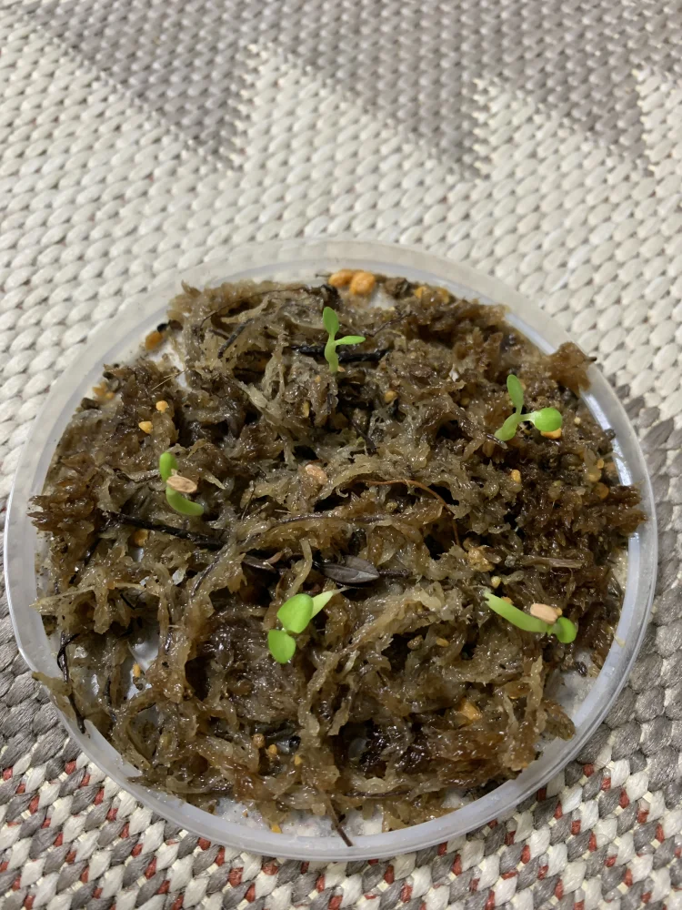 Pachypodium brevicaule ssp. brevicaule (パキポディウム ブレビカウレ 小粒)