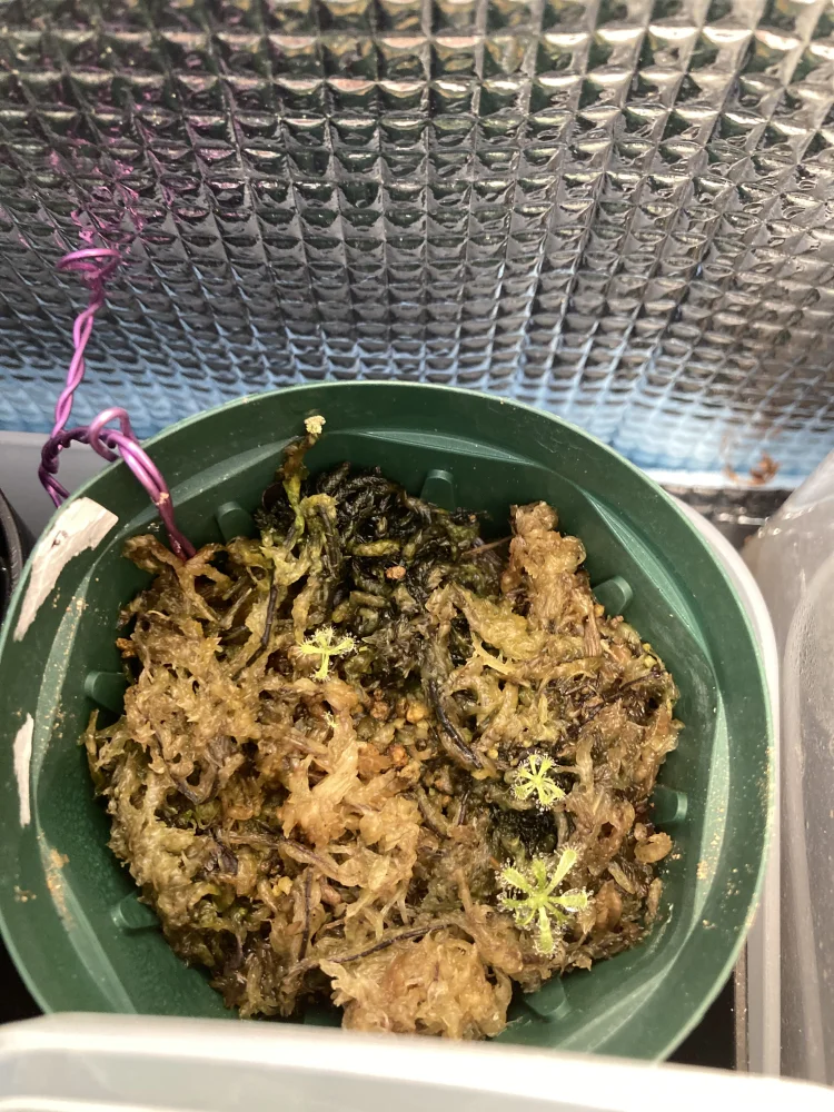 ドロセラ キスティフローラ Drosera cistiflora