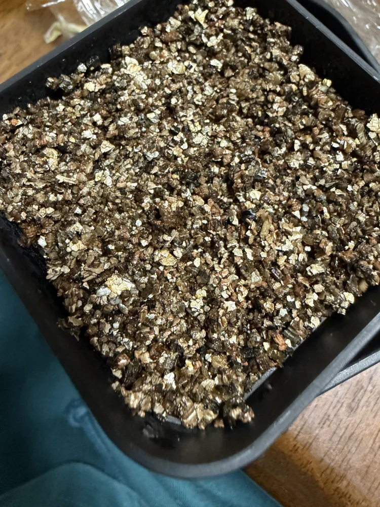 パキポディウム ウィンゾリー Pachypodium windsorii