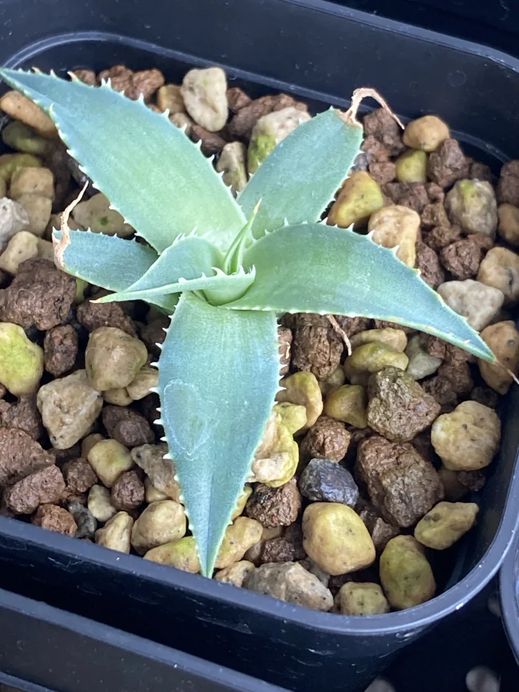 Agave utahensis var. eborispina (アガベ エボリスピナ)