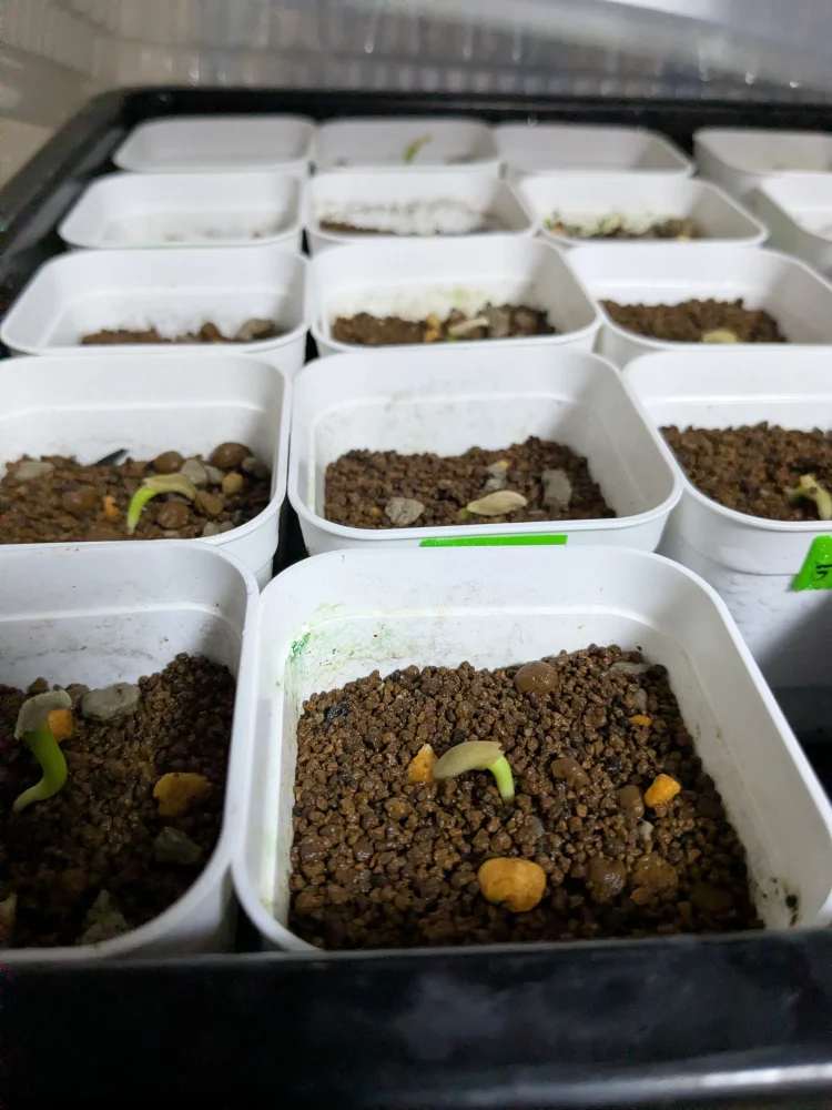 パキポディウム ラメレイ Pachypodium lamerei 夢叶棒 ｜ 初心者向け 成長が早い コーデックス