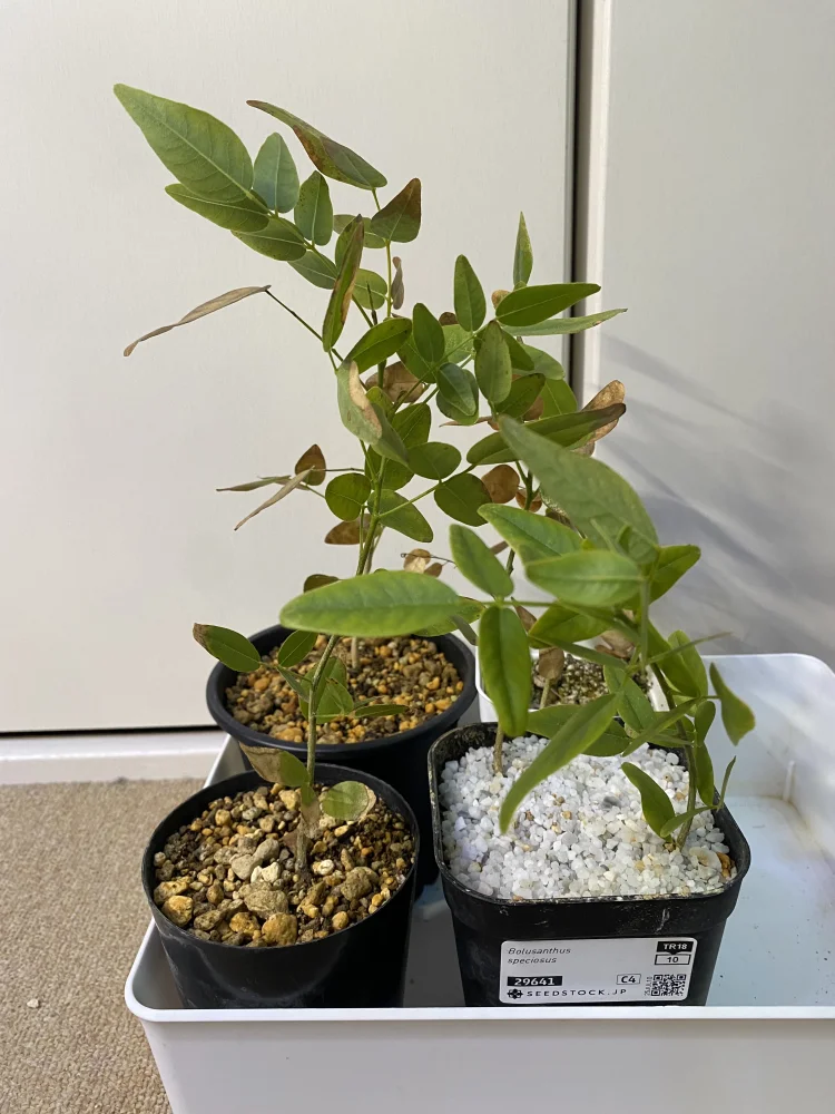 Bolusanthus speciosus (ボルサンサス スペシオサス)