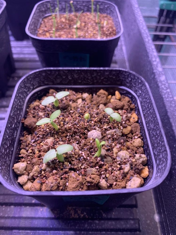 Pachypodium rosulatum var. gracilius Lot. (パキポディウム グラキリス)