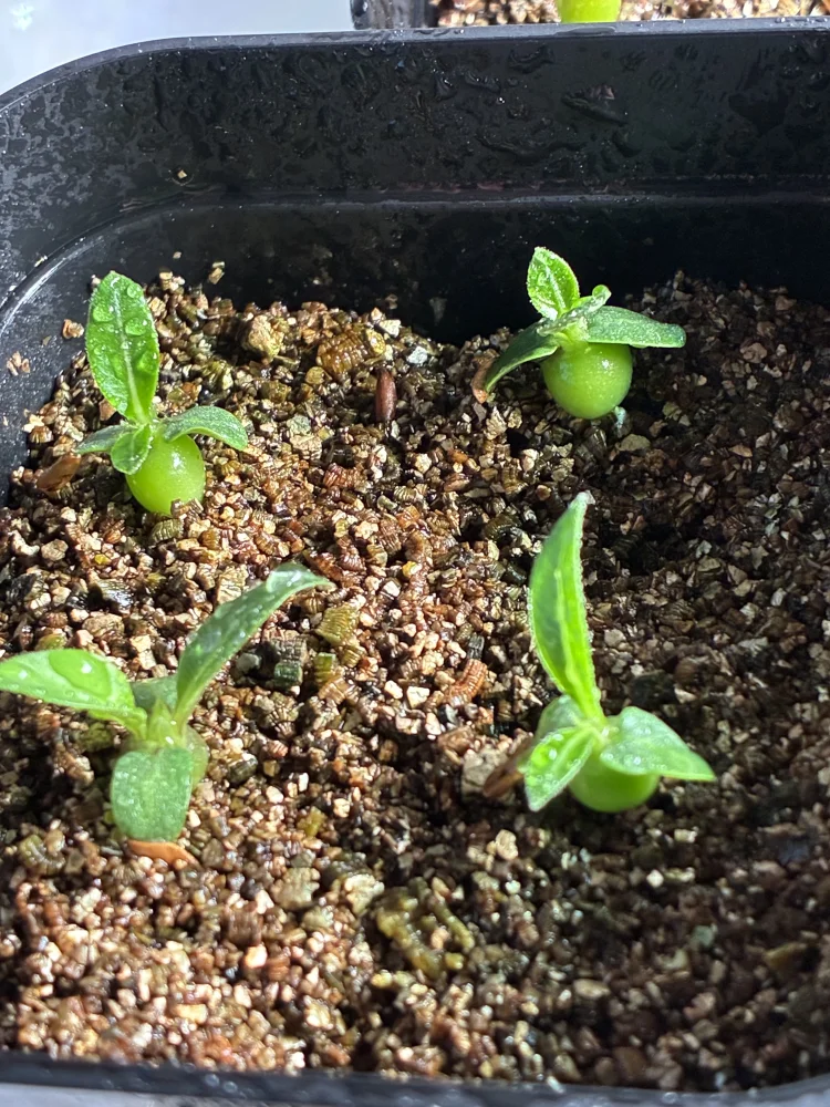 種子専門ショップ 多肉植物・塊根植物・観葉植物 - SEEDSTOCK