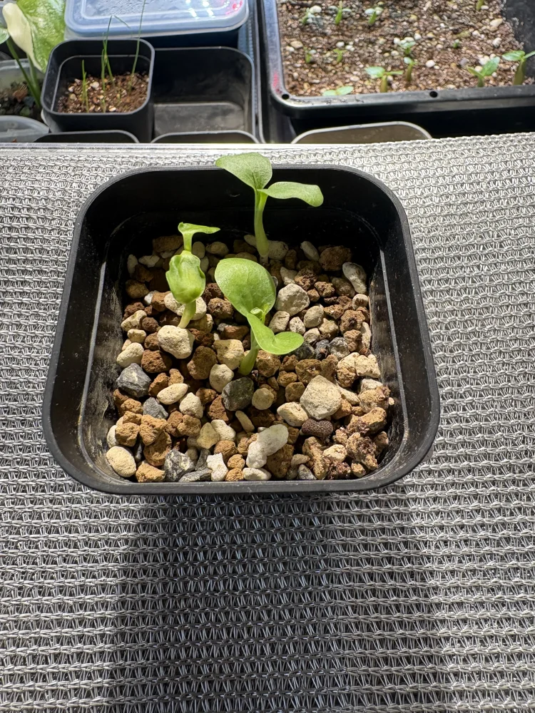 Adenia subsessilifolia (アデニア サブセッシリフォリア)