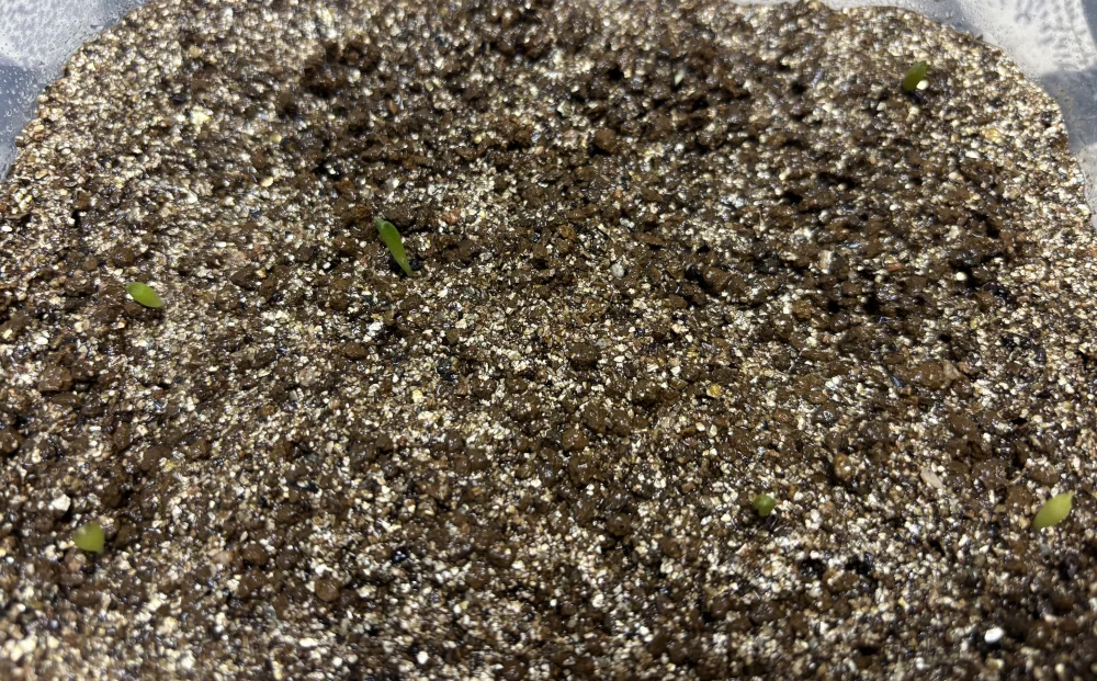 Astrophytum myriostigma var. strongylogonum (アストロフィツム ストロンギロゴナム)