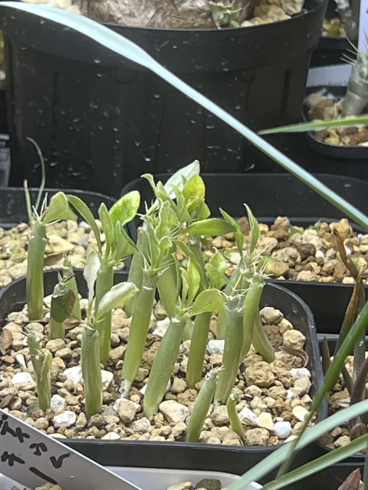 [発芽チャレンジ 終了しました] パキポディウム サンデルシー 白馬城 Pachypodium saundersii