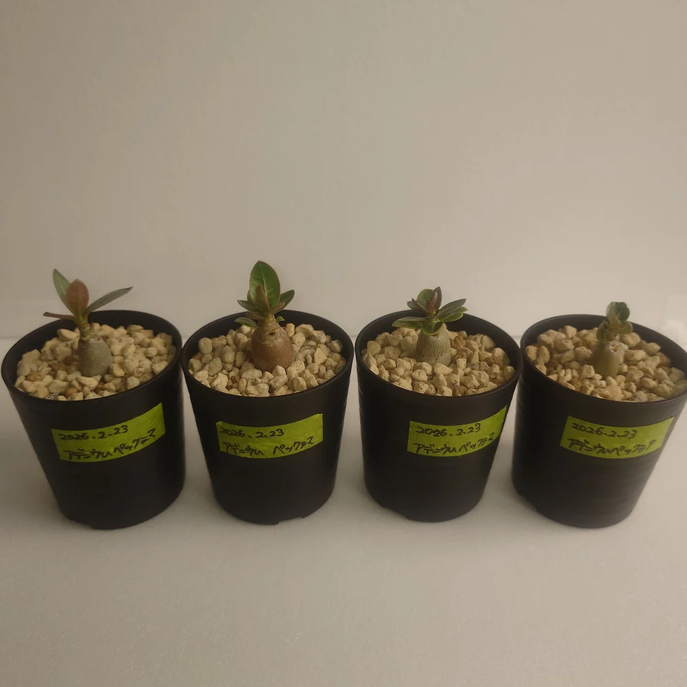 Adenium Petch Shima (アデニウム ペック シマ)