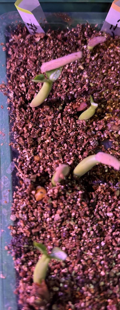 KHZ Adenium thai socotranum KHZ (アデニウム タイ ソコトラナム)