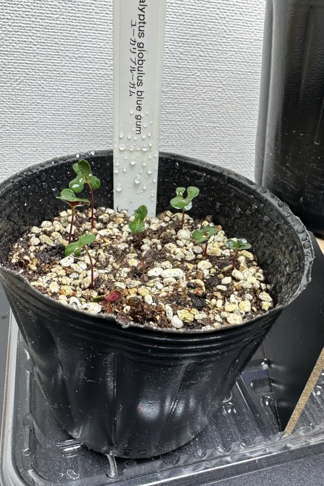 Eucalyptus globulus  blue gum (ユーカリ ブルーガム)